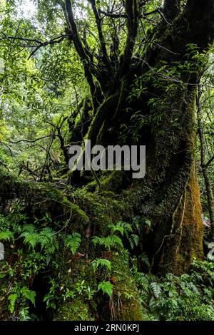 Arbre géant dans la forêt moussue, épiphytes, racines aériennes, parc Yakusugi Land, île de Yakushima, Kagoshima, Japon, Asie Banque D'Images