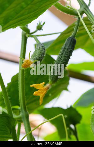 ovaire en fleurs de jeunes légumes frais biologiques, concombres en pleine croissance sur le terrain. Contexte agricole de printemps. Banque D'Images