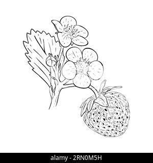 Fraise sur les branches, les baies, les fleurs et les feuilles. Illustration vectorielle dessinée à la main. Croquis pour la conception d'emballages, étiquettes, décor, papier Illustration de Vecteur