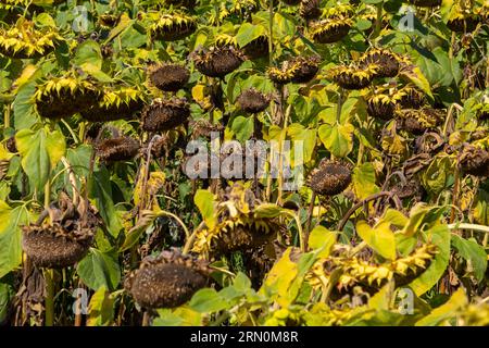 Gros plan de tournesols mûrs séchés sur un champ de tournesol en attente de récolte un jour ensoleillé. Cultures agricoles de terrain. Banque D'Images