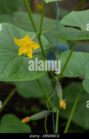 ovaire en fleurs de jeunes légumes frais biologiques, concombres en pleine croissance sur le terrain. Contexte agricole de printemps. Banque D'Images