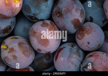 Prunes mûres. Prunes avec quelques feuilles. Gros plan de prunes fraîches, vue de dessus. Macro photo aliment fruit prune. Fond de texture de prunes bleues fraîches. fru de l'image Banque D'Images