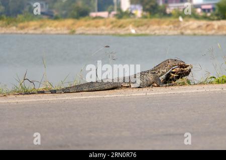 A lézard le contrôleur asiatique des eaux (Varanus salvator) mange une carcasse sur le côté de la route, en Thaïlande Banque D'Images