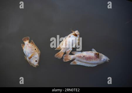 Fish Infected Die In The Rive, Backgrounds for advertisements and wallpapers in aquatic animals scenes and freshwater fishing. Actual images in decora Stock Photo