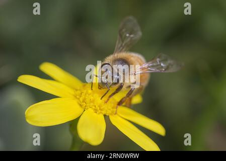 Abeille de miel sur une fleur jaune en macro détail. Banque D'Images