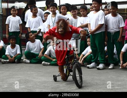 PASAY CITY, 26 novembre 2014 -- Un orang-outan de cinq ans nommé Orange qui porte un costume de Père Noël monte à vélo pour divertir les enfants dans un zoo de Pasay City, aux Philippines, le 26 novembre 2014. RouellexUmali PUBLICATIONxNOTxINxCHN Pasay City nov. 26 2014 un Orangoutan de cinq ans nommé Orange qui porte un costume de Père Noël monte à VÉLO pour divertir les enfants dans un zoo de Pasay City aux Philippines nov. 26 2014 PUBLICATIONxNOTxINxCHN Banque D'Images