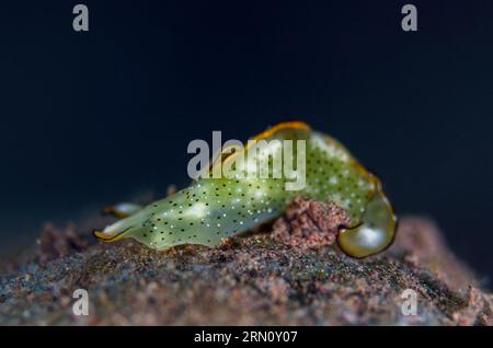 Ornate Sapsucking Slug, Elysia ornata, Batu Niti dive site, Seraya, Karangasem, Bali, Indonesia Stock Photo