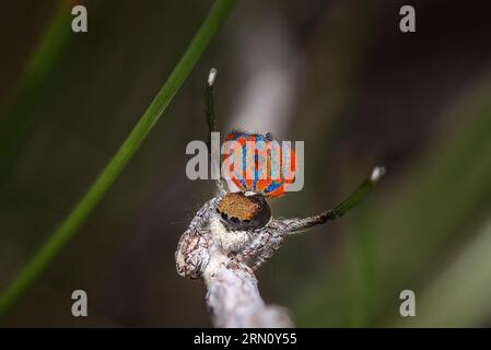 Peacock Spider mâle, Maratus clupeatus dans ses couleurs d'élevage. Banque D'Images