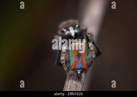 Peacock Spider mâle, Maratus clupeatus dans ses couleurs d'élevage. Banque D'Images