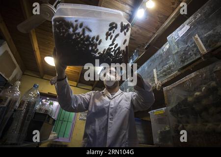 Matias Olmos, étudiant en sciences biologiques, déplace une boîte avec des blattes dans l’écloserie d’insectes du biologiste Daniel Caporaletti, à Buenos Aires, capitale de l’Argentine, le 28 novembre 2014. Le couvoir est un fournisseur de nourriture vivante pour les reptiles, les oiseaux, les poissons et autres animaux insectivores. Daniel Caporaletti travaille actuellement sur un projet d’élevage d’insectes pour la consommation humaine. Martin Zabala) (da) ARGENTINA-BUENOS AIRES-INDUSTRY-INSECTS e MARTINxZABALA PUBLICATIONxNOTxINxCHN Matias Olmos étudiant en sciences biologiques déplace une boîte avec des blattes dans l'écloserie d'insectes de Daniel Banque D'Images