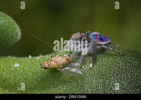 L'araignée de paon côtière, Maratus speciosus mange une petite mouche Banque D'Images