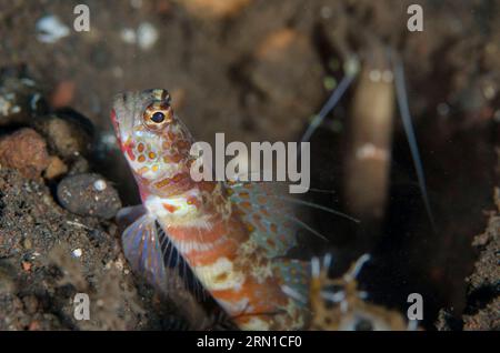 Crevette tachetée, Amblyeleotris periophtalma, avec aileron étendu et crevette serpentine, Alpheus sp., en arrière-plan par trou, site de plongée pong pong, Seraya Banque D'Images