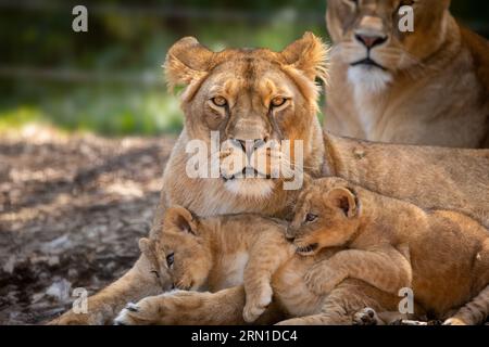 Les jeunes petits attendent de déranger leur sœur KENT, ANGLETERRE ADORABLES IMAGES montrent une lionne gardiennage de ses mignons petits de six semaines.Images montrent le cu Banque D'Images