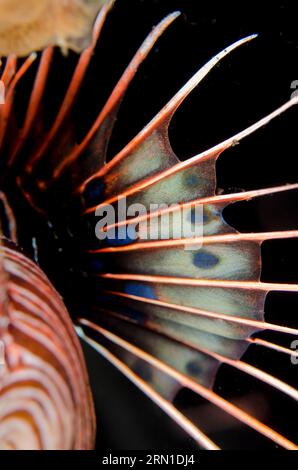 Spotfin Lionfish, Pterois antennata, plongée de nuit, site de plongée Seraya House Reef, Seraya, Karangasem, Bali, Indonésie Banque D'Images