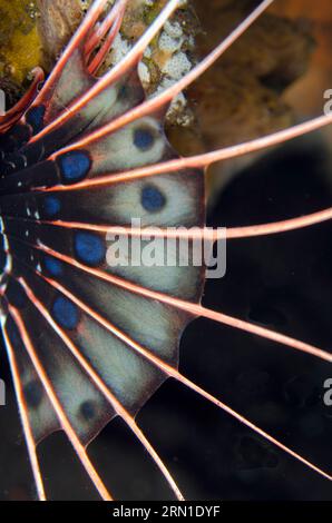 Spotfin Lionfish, Pterois antennata, plongée de nuit, site de plongée Seraya House Reef, Seraya, Karangasem, Bali, Indonésie Banque D'Images
