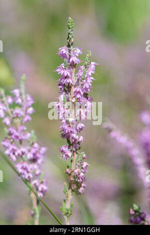 Gros plan de fleurs violettes roses de bruyère (Calluna vulgaris), Surrey, Angleterre, Royaume-Uni, en août ou en été Banque D'Images