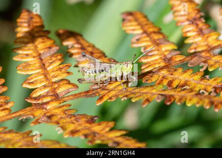 Sauterelle de prairie (Chorthippus parallelus) sur fougère à la fin de l'été, Angleterre, Royaume-Uni Banque D'Images