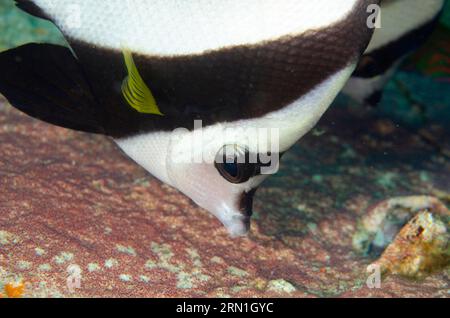 Poisson-bannerà nageoires longues, Heniochus acuminatus, mangeant des œufs du sergent Indo-Pacifique Damseloy, Abudefduf vaigiensis, site de plongée de l'épave d'Aquila, Ambon, Maluku Banque D'Images