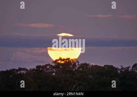 Barmah Victoria Australie 31 août 2023, la rare Super Lune bleue s'élevant au-dessus des Gumtrees sur la Murray River Barmah Australie crédit PjHickox/Alamy Live News Banque D'Images