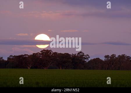 Barmah Victoria Australie 31 août 2023, la rare Super Lune bleue s'élevant au-dessus des Gumtrees sur la Murray River Barmah Australie crédit PjHickox/Alamy Live News Banque D'Images