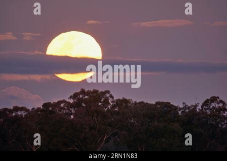 Barmah Victoria Australie 31 août 2023, la rare Super Lune bleue s'élevant au-dessus des Gumtrees sur la Murray River Barmah Australie crédit PjHickox/Alamy Live News Banque D'Images