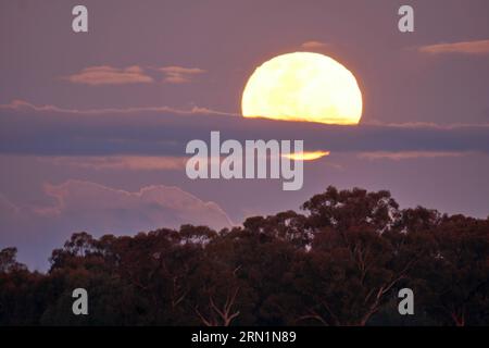 Barmah Victoria Australie 31 août 2023, la rare Super Lune bleue s'élevant au-dessus des Gumtrees sur la Murray River Barmah Australie crédit PjHickox/Alamy Live News Banque D'Images