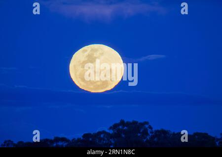 Barmah Victoria Australie 31 août 2023, la rare Super Lune bleue s'élevant au-dessus des Gumtrees sur la Murray River Barmah Australie crédit PjHickox/Alamy Live News Banque D'Images
