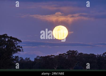 Barmah Victoria Australie 31 août 2023, la rare Super Lune bleue s'élevant au-dessus des Gumtrees sur la Murray River Barmah Australie crédit PjHickox/Alamy Live News Banque D'Images