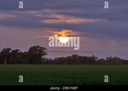 Barmah Victoria Australie 31 août 2023, la rare Super Lune bleue s'élevant au-dessus des Gumtrees sur la Murray River Barmah Australie crédit PjHickox/Alamy Live News Banque D'Images