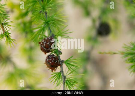 Baikal Larch Pine Cones Close Up fond doux Banque D'Images