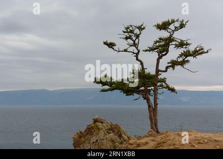 Larch solitaire sur le lac Baïkal arrière-plan Banque D'Images