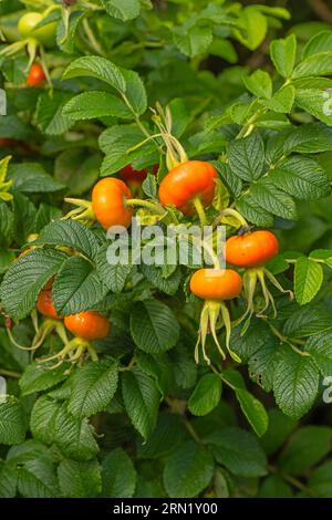 Rugosa Rose. Hanches. Banque D'Images