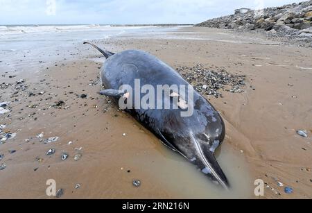 Sangatte Bleriot Plage (nord de la France), 7 novembre 2022 : le grand rorqual (hyperoodon ampullatus) s'est échoué sur la plage, espèce de bea Banque D'Images