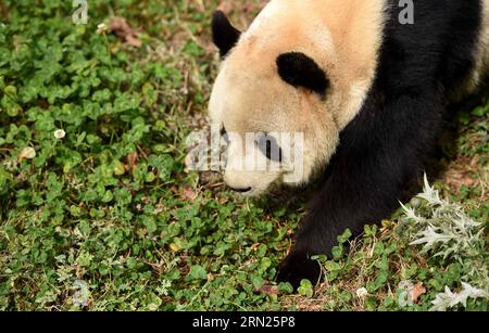 (150211) -- KUNMING, 11 février 2015 -- le panda géant Sijia bénéficie du soleil au Yunnan Safari Park à Kunming, capitale de la province du Yunnan du sud-ouest de la Chine, le 11 février 2015. La température de la ville est arrivée à 20 degrés Celsius ces derniers jours. ) CHINA-YUNNAN-GÉANT PANDA-BAIN DE SOLEIL (CN) LinxYiguang PUBLICATIONxNOTxINxCHN Kunming février 11 2015 Panda géant profite du soleil AU parc safari du Yunnan dans la capitale du sud-ouest de la Chine S province du Yunnan février 11 2015 la température de la ville S est arrivée À 20 degrés Celsius ces derniers jours Chine Yunnan Panda géant bronzer CN LinXYiguang PUBLICATIONxNOTxINX Banque D'Images