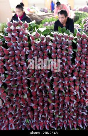 (150212) -- KUNMING, 12 février 2015 -- des roses rouges sont empilées sur un marché aux fleurs à Kunming, capitale de la province du Yunnan du sud-ouest de la Chine, le 12 février 2015. Alors que la Saint-Valentin et la fête traditionnelle chinoise du printemps approchent, de grandes quantités de fleurs fraîches ont été mises sur le marché dans le Yunnan, la base de production et d'exportation de fleurs fraîches de la Chine. Actuellement, le Yunnan produit plus de sept milliards de fleurs par an, revendiquant plus de 70 pour cent du marché parmi les grandes et moyennes villes de Chine. (Wyo) CHINA-YUNNAN-KUNMING-FLOWERS (CN) LinxYiguang PUBLICATIONxNOTxINxCHN Kunming février 12 2015 Rose rouge Banque D'Images