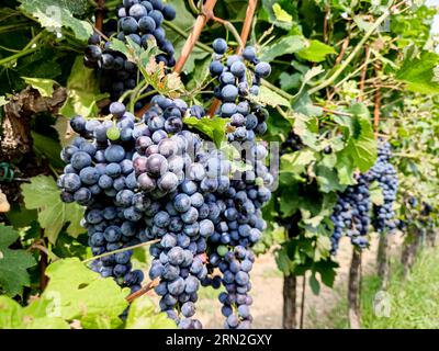 Bouquet de raisins de vin rouge mûr sur un vin vert dans un vignoble italien pour faire merlot ou cabernet Banque D'Images