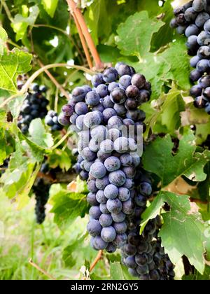 Bouquet de raisins de vin rouge mûr sur un vin vert dans un vignoble italien pour faire merlot ou cabernet Banque D'Images
