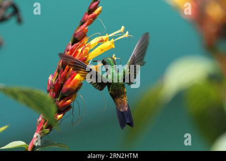 (150309) -- PORT D'ESPAGNE, le 8 mars 2015 -- Un colibri cherche de la nourriture au Centre de nature Asa Wright à Arima, Trinité-et-Tobago, le 8 mars 2015. )(zhf) TRINIDAD AND TOBAGO-ARIMA-ENVIRONMENT-HUMMINGBIRD GaoxXing PUBLICATIONxNOTxINxCHN Port of Spain Mars 8 2015 un colibri cherche de la nourriture dans ASA Wright nature Centre in Arima Trinidad and Tobago LE 8 2015 mars Trinidad and Tobago Arima Environment Hummingbird PUBLICATIONxNOTxINxCHN Banque D'Images