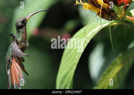 (150309) -- PORT D'ESPAGNE, le 8 mars 2015 -- Un colibri cherche de la nourriture au Centre de nature Asa Wright à Arima, Trinité-et-Tobago, le 8 mars 2015. )(zhf) TRINIDAD AND TOBAGO-ARIMA-ENVIRONMENT-HUMMINGBIRD GaoxXing PUBLICATIONxNOTxINxCHN Port of Spain Mars 8 2015 un colibri cherche de la nourriture dans ASA Wright nature Centre in Arima Trinidad and Tobago LE 8 2015 mars Trinidad and Tobago Arima Environment Hummingbird PUBLICATIONxNOTxINxCHN Banque D'Images