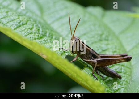 sauterelle mangeant des feuilles à sirsi karnataka Banque D'Images