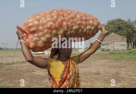 (150319) -- KOLKATA, le 19 mars 2015 -- un producteur indien de pommes de terre transporte un sac de pommes de terre dans un champ de Gajipur, à environ 50 km de Kolkata, capitale de l'État indien oriental du Bengale occidental, le 19 mars 2015. La production de pommes de terre dans l'État a dépassé 110 000 lakh tonnes couplée à la faible demande des États voisins, déclenchant un effondrement des prix au Bengale. Cela a mené aux suicides de quatre agriculteurs au cours des sept derniers jours, rapporte-t-on. INDE-GAJIPUR-PRODUCTEURS DE POMMES DE TERRE TumpaxMondal PUBLICATIONxNOTxINxCHN Kolkata Mars 19 2015 à Indien producteur de pommes de terre porte un sac de pommes de terre dans un champ vers 50 Banque D'Images