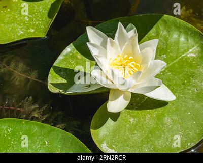 lotus blanc avec pollen jaune sur la surface de l'étang, la fleur de lotus béatiful poussant dans le lac. Photo de haute qualité Banque D'Images