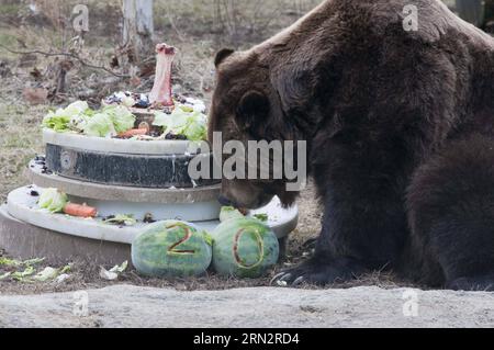 (150321) -- CHICAGO, 21 mars 2015 -- l'un des deux ours grizzlis s'amuse avec de la nourriture lors de sa fête d'anniversaire de 20 ans au zoo de Brookfield, banlieue ouest de Chicago, aux États-Unis, le 21 mars 2015. Les grizzlis, nommés Jim et Axhi, auront 20 ans samedi et les responsables du zoo ont célébré leur anniversaire avec une fête spéciale. Les frères ours sont nés le même jour et ont fait leur chemin au zoo en 1995 quand ils sont devenus orphelins en Alaska, et ils ont vécu dans le zoo de Brookfield depuis.) US-CHICAGO-BROOKFIELD ZOO-BEAR FÊTE D'ANNIVERSAIRE HEXXIANFENG PUBLICATIONXNOTXINXC Banque D'Images