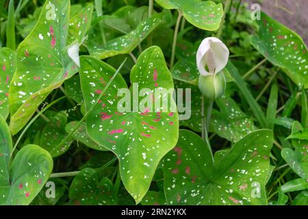 Gros plan d'une plante sauvage de caladium bicolor dans la forêt tropicale Banque D'Images