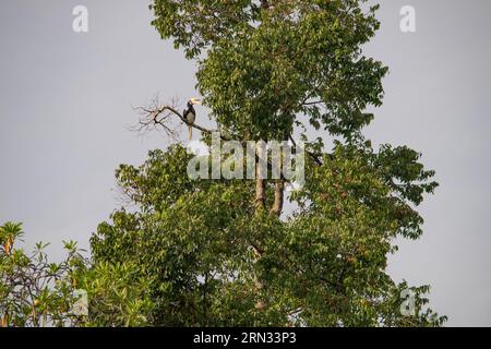 Incroyable gros plan de deux pattes orientales sauvages Hornbills, mâle et femelle Banque D'Images