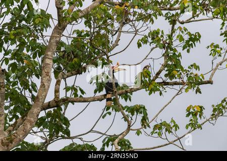 Incroyable gros plan d'un hornbill de rhinocéros sauvage sur un arbre Banque D'Images