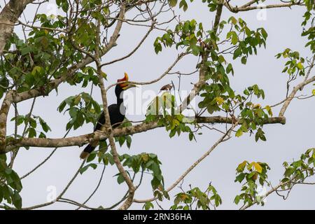 Incroyable gros plan d'un hornbill de rhinocéros sauvage sur un arbre Banque D'Images