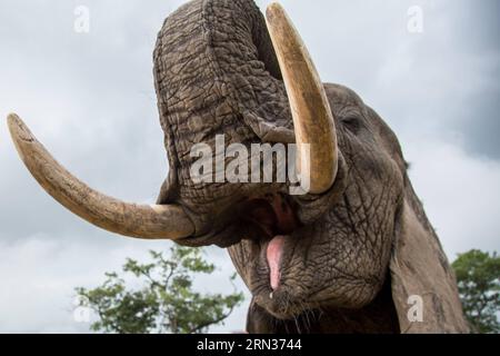 HARARE, le 7 avril 2015 -- le boxeur éléphant mâle ouvre sa bouche pour permettre aux touristes de vérifier ses dents lors d'un programme d'interaction avec les éléphants dans un parc de jeu à Selous, à 70 km de Harare, capitale du Zimbabwe, le 7 avril 2015. Abritant environ 80 000 à 100 000 éléphants, le Zimbabwe est considéré comme l'un des principaux sanctuaires d'éléphants au monde. Les groupes de défense des droits des animaux proposent de développer un écotourisme qui génère des revenus touristiques et aide à réserver la faune dans leur zone de confort en même temps.) ZIMBABWE-HARARE-TOURISM-ELEPHANTS XuxLingui PUBLICATIONxNOTxINxCHN Harare avril 7 2015 ouverture du boxeur éléphant mâle Banque D'Images