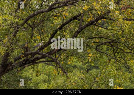 France, Aveyron, Parc naturel régional des Grands Causses, Millau, rives du Tarn, héron gris (Ardea cinerea) perché dans un arbre Banque D'Images