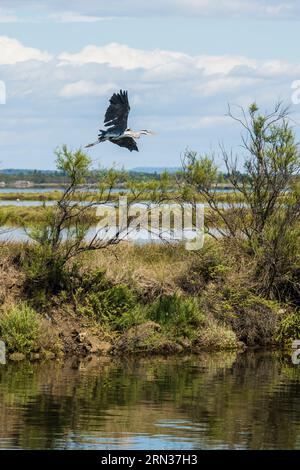 France, Hérault, Carnon, canal du Rhône à Sète, envol d'un héron gris (Ardea cinerea) sur le bord de l'étang de l'Or Banque D'Images